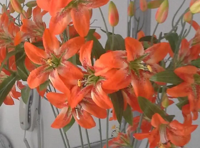 Apart Otel Kiklamino Sunset