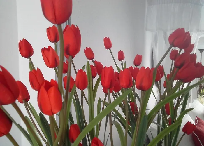 Διαμερίσματα και Στούντιο Κυκλάμινο